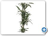 Dracaena deremensis 120-90-60-30