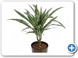 Dracaena deremensis 15