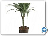 Dracaena deremensis 30