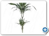 Dracaena deremensis 45-15