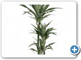 Dracaena deremensis 60-30-15