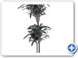 Dracaena deremensis 60-30