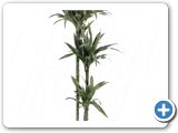Dracaena deremensis 90-60-30