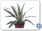 Dracaena deremensis Head