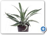 Dracaena deremensis w. stripe Head