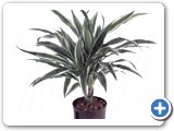 Dracaena deremensis w.stripe 15