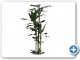 Dracaena fragrans 120-90-60-30