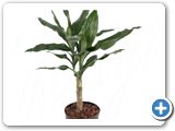 Dracaena fragrans 30