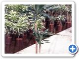 Dracaena fragrans 45-20