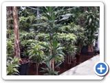 Dracaena fragrans 60-30-15