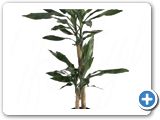 Dracaena fragrans 60-30