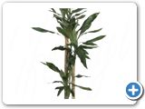 Dracaena fragrans 90-60-30