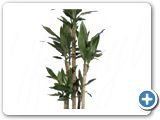 Dracaena fragrans Carrousel (6pp)