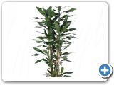 Dracaena fragrans Carrousel (8pp)