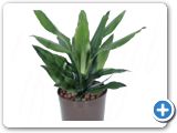 Dracaena fragrans Head