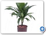 Dracaena janet craig 15