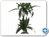 Dracaena janet craig 45-15