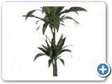 Dracaena janet craig 60-30