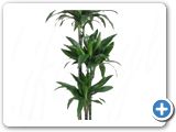 Dracaena janet craig 90-60-30