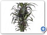 Dracaena janet craig Branched