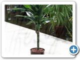 Dracaena janet lind 30