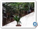 Dracaena janet lind 45-15