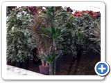 Dracaena janet lind 90-60-30