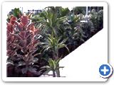 Dracaena lemon lime 120-90-60-30