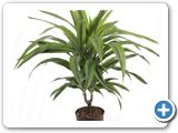 Dracaena lemon lime 15