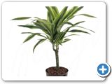 Dracaena lemon lime 30