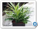 Dracaena lemon lime 3pp