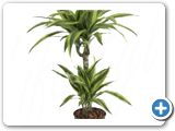 Dracaena lemon lime 45-15