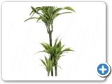 Dracaena lemon lime 60-30-15