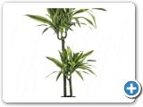 Dracaena lemon lime 60-30