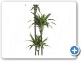 Dracaena lemon lime 90-60-30