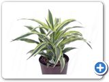 Dracaena lemon lime Head