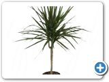 Dracaena marginata 30