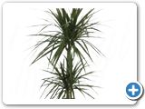 Dracaena marginata 45-15