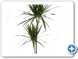 Dracaena marginata 60-30