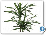 Dracaena riki 45-15