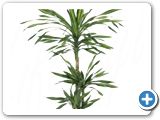 Dracaena riki 60-30-15