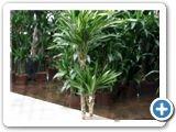 Dracaena riki 60-30