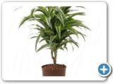 Dracaena surprise 15