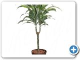 Dracaena surprise 30 (65-85)