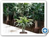 Dracaena surprise 45-15