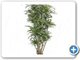 Dracaena surprise Branched