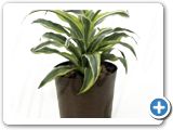 Dracaena surprise head