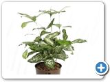 Dracena godsefiana h.65