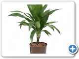 Dracena janet craig 15 h.65