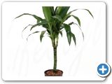 Dracena janet craig 30 h. 80